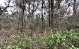 photo for a land for sale property for 09090-18183-Live Oak-Florida