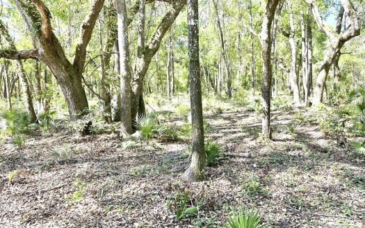 photo for a land for sale property for 09090-22884-Mayo-Florida