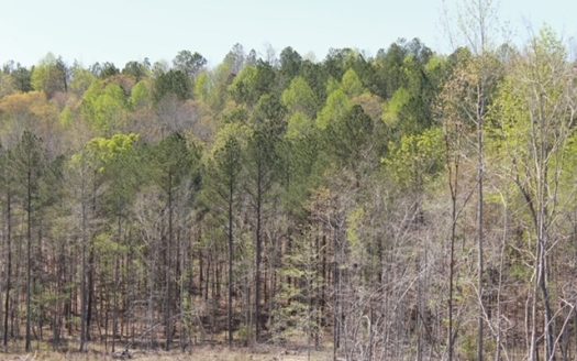 photo for a land for sale property for 01062-04006-Centerville-Alabama