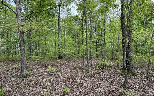 photo for a land for sale property for 41053-55380-Linden-Tennessee