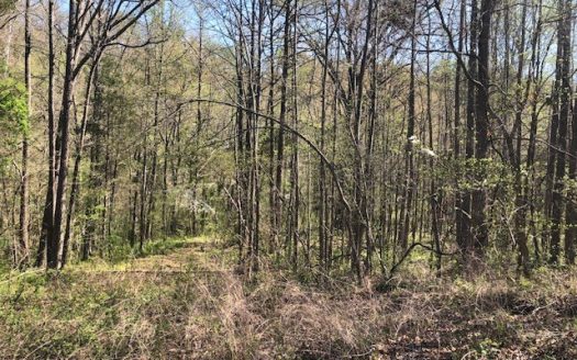 photo for a land for sale property for 03086-02370-Mountain View-Arkansas