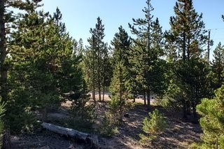 photo for a land for sale property for 05079-11571-Red Feather Lakes-Colorado