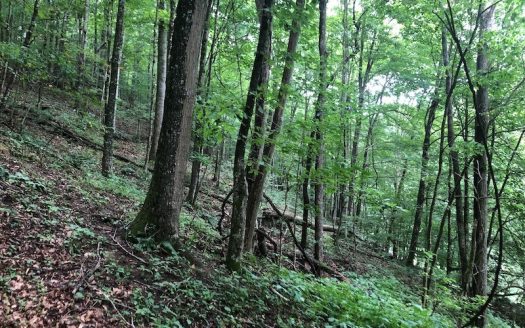 photo for a land for sale property for 45093-89061-Saltville-Virginia