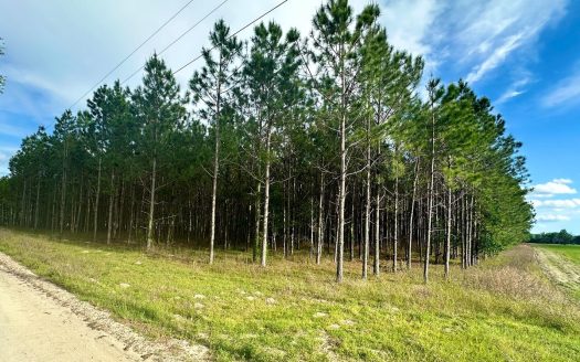 photo for a land for sale property for 09090-90411-Trenton-Florida