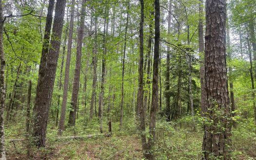 photo for a land for sale property for 03019-03941-Bearden-Arkansas