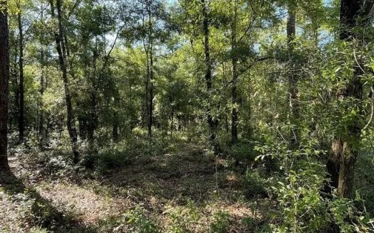 photo for a land for sale property for 09090-90570-Bronson-Florida