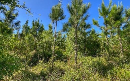 photo for a land for sale property for 09090-90590-Chiefland-Florida