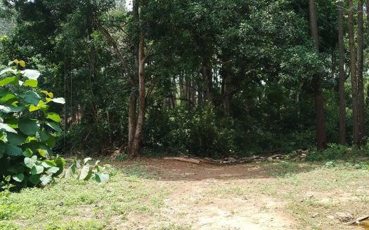 photo for a land for sale property for 60003-24061-Las Minas-Panama