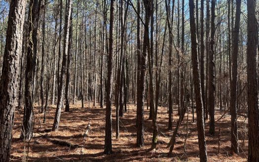 photo for a land for sale property for 03019-03893-McCaskill-Arkansas