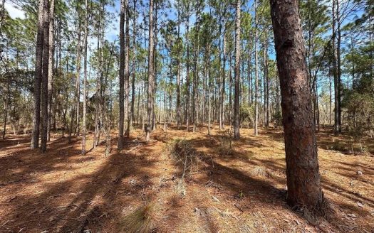 photo for a land for sale property for 09090-22686-Morriston-Florida