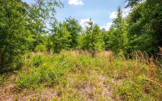 photo for a land for sale property for 09090-23841-Wellborn-Florida