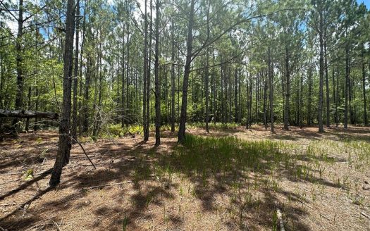 photo for a land for sale property for 09090-12390-Lake City-Florida
