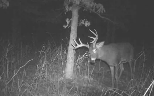 Prime Hunting Land for Sale in Adams County, Wi