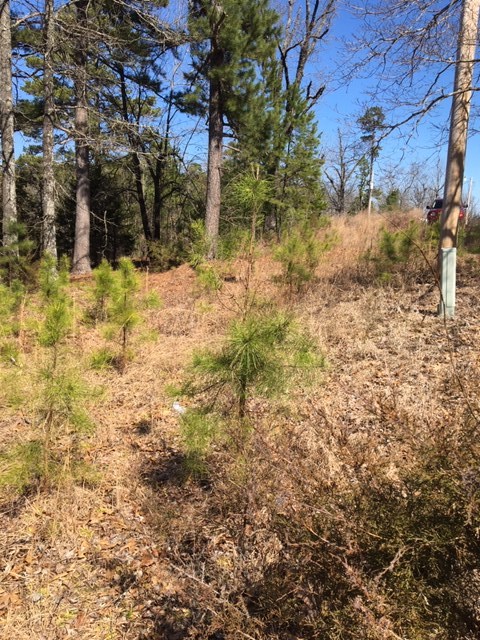 Great Getaway Location in Calico Rock, Arkansas