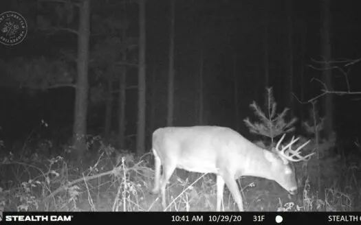 100 Acres Of Adams County Hunting and Timber Land for Sale