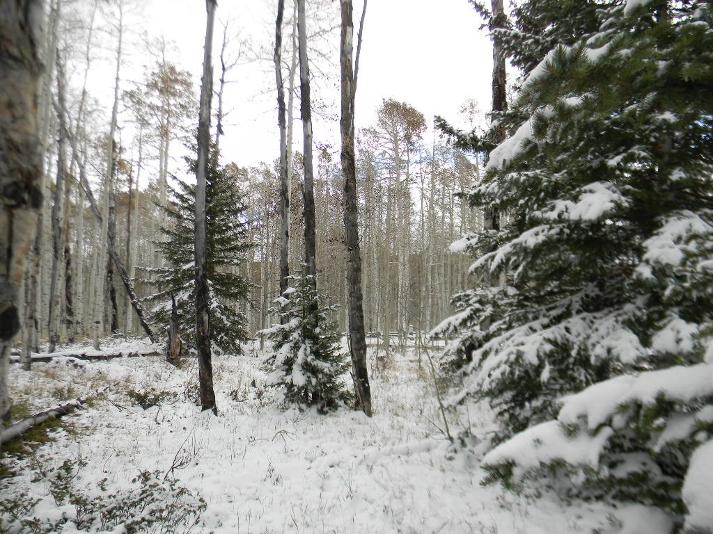 Lot for Sale, Mountain Property, Montrose, Colorado