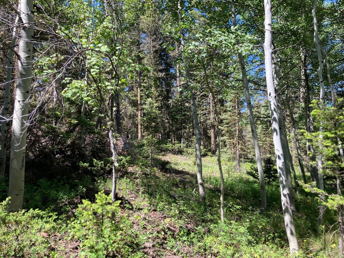 Mountain Lot For Sale In Cimarron, Colorado