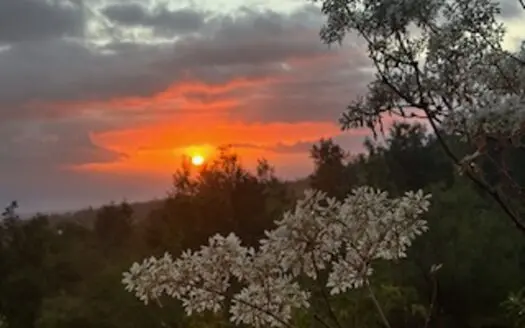 2 Bedroom Hawaii Home on 2 Acres, Fruit Trees, Appraised at $310K