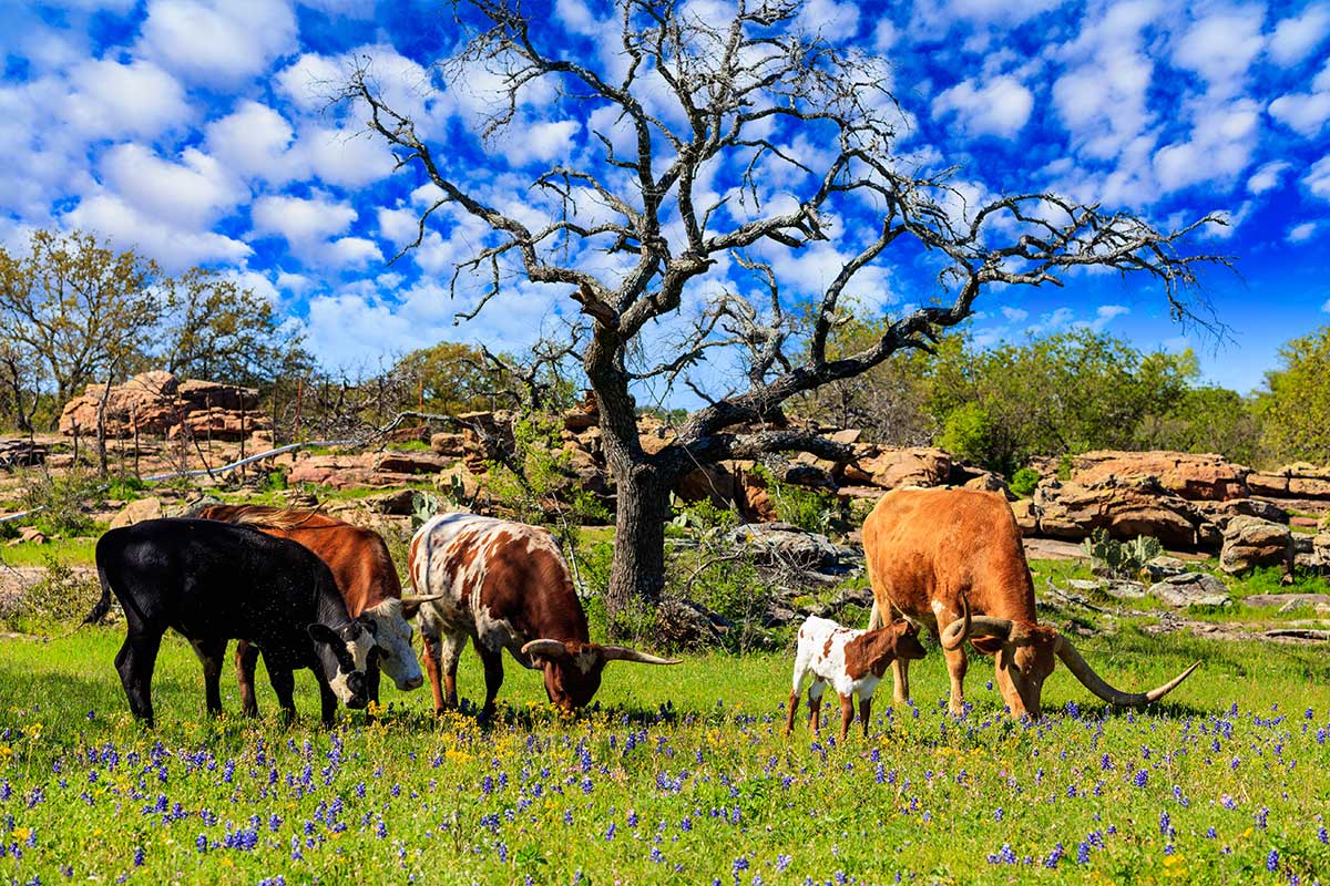 United Country Real Estate Celebrates National Beef Month Ranch