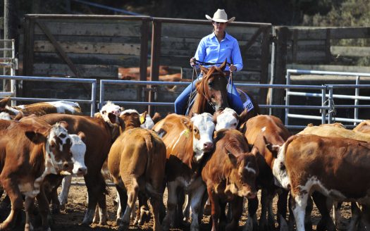 Cattle Ranch for Sale