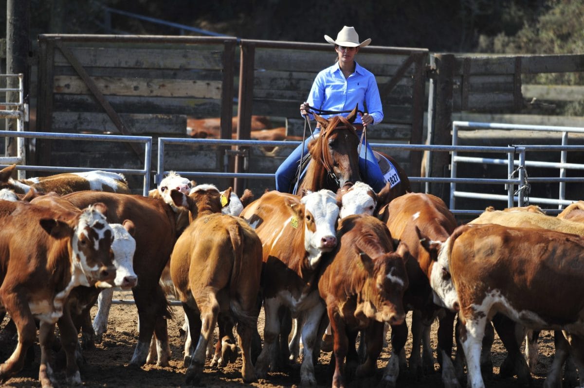 How to Start a Cattle Ranch Ranch Properties United Country Real Estate