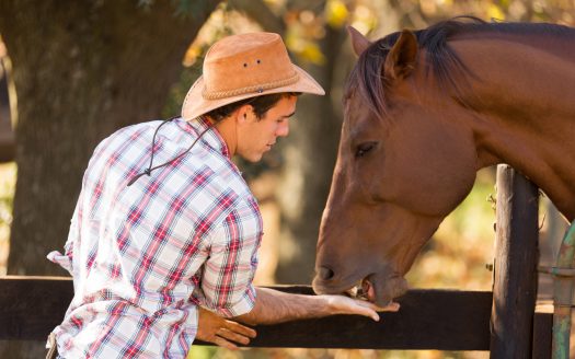 Man feeding a horse