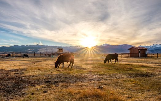 Cattle on a pasture during sunset