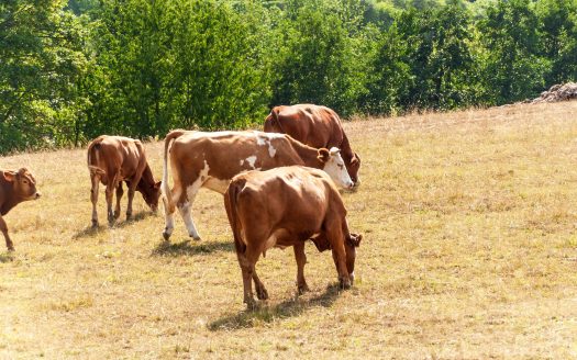 Cows Grazing in the Pasture