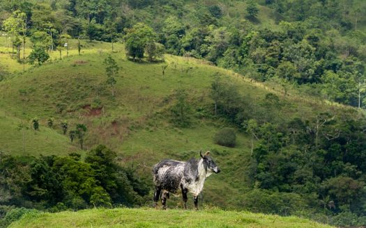 ranches for sale listing image for Costa Rica Riverfront Mountain Ranch and Farm Property