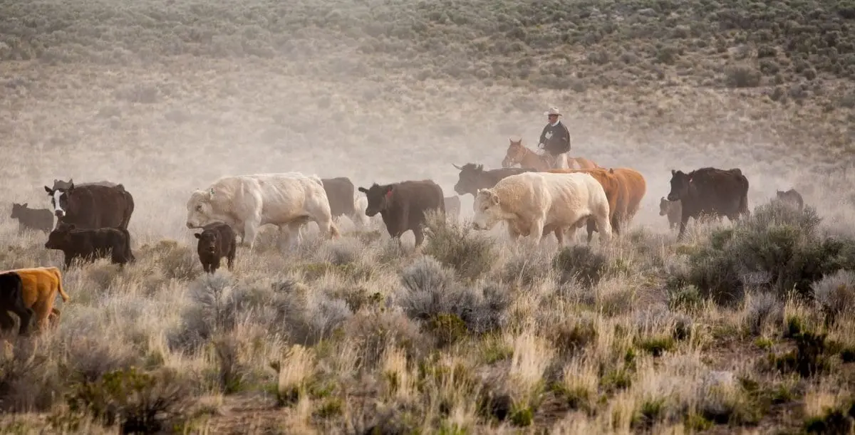 Ranch vs. Farm: What's the Difference? | Ranch Properties | United ...
