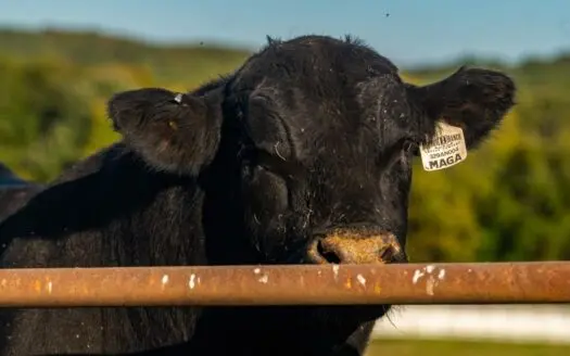 Cattle Ranch for Sale Missouri