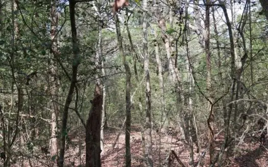 Hunting Land for Sale in Freestone County, Texas