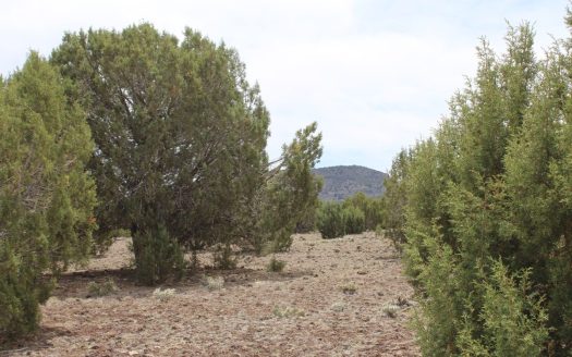 ranches for sale listing image for 40 Acres for Sale in Westwood Ranches Arizona