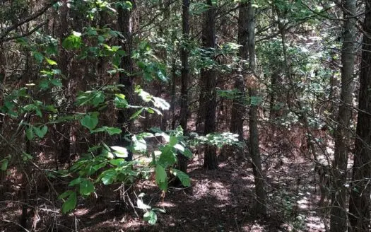 East Texas Timberland, Recreational and Homesite Property