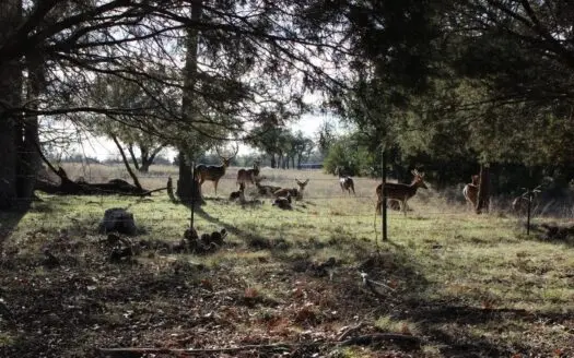 High Fenced Hunting Ranch for Sale in Central Texas