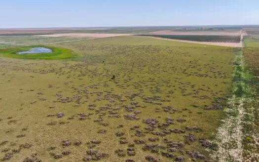 Hockley County Crp Land on Texas South Plains