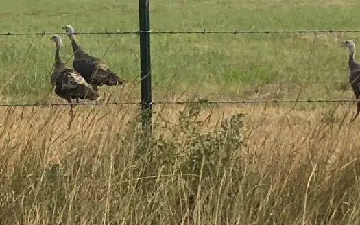 306 Acres M/l Grazing Land for Sale in Meade County, Ks