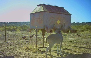 ranches for sale listing image for Big Valley Ranch: 400 Acres Of Prime Hunting