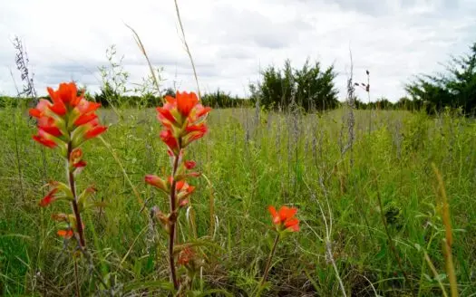 Hunting/Recreational Land For Sale, Kendrick, Ok