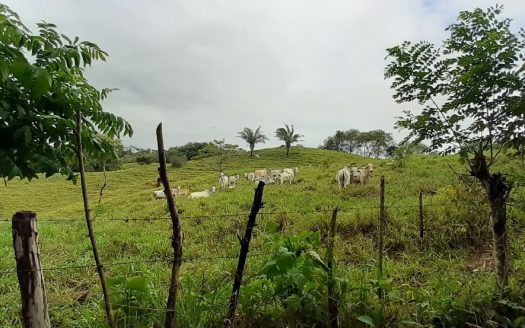 77 Hectares Farm For Sale In Chepo Panama