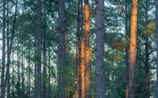 East TX Timber & Hunting Land for Sale Ben Wheeler TX in Van Zandt County