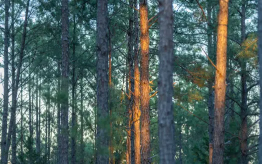 East TX Timber & Hunting Land for Sale Ben Wheeler TX in Van Zandt County