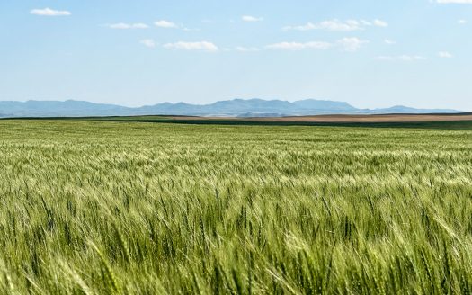 Golden Triangle Farm & Ranch | 2,278 Acres