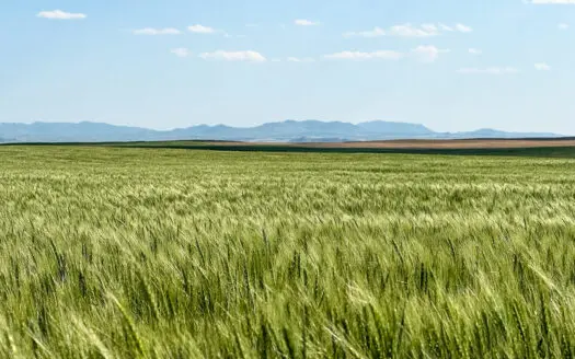 Golden Triangle Farm & Ranch | 2,278 Acres