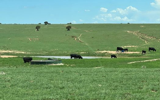 1,669-Acre Ranch for Sale in Central NM | Wells & Wildlife