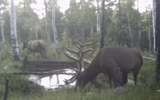 Buckhorn Lakes Mountain Hunting Ranch 330 Acres