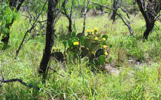 +/-180 Acres in South Texas that borders The King Ranch