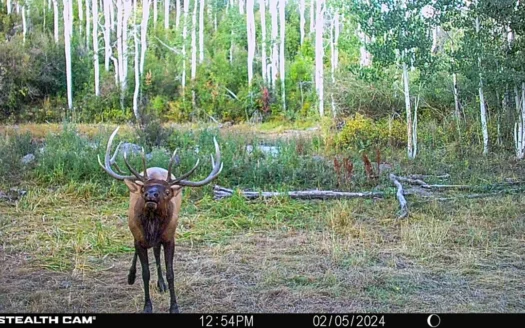 Buckhorn Lakes Ranch–Colorado Elk Hunting Property for sale