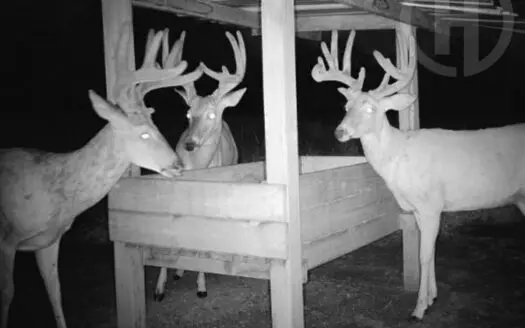 Exceptional Chautauqua County Kansas 320 ± Acres