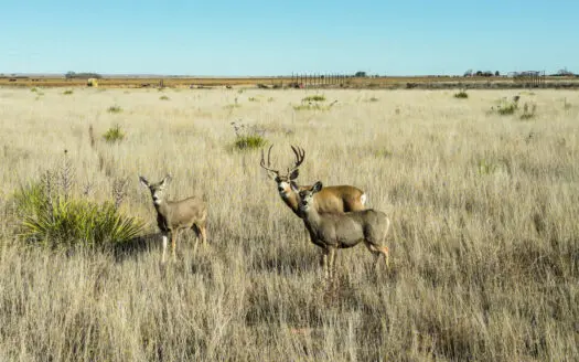 Silhan New Mexico – Texas Multi-tract Auction